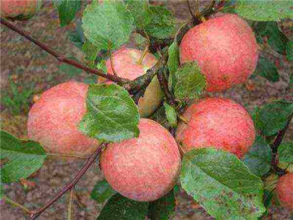 the best variety of winter apples