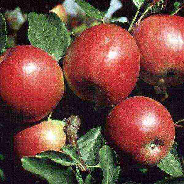 the best variety of winter apples