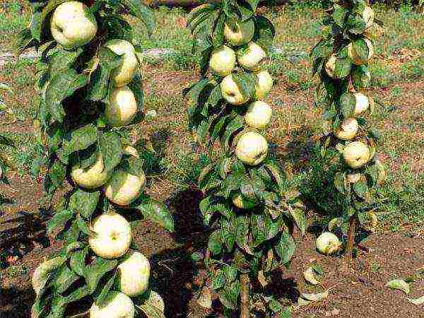 the best variety of winter apples