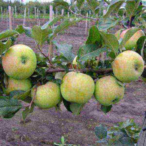 the best variety of winter apples