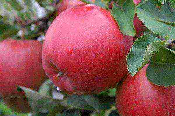 the best variety of winter apples