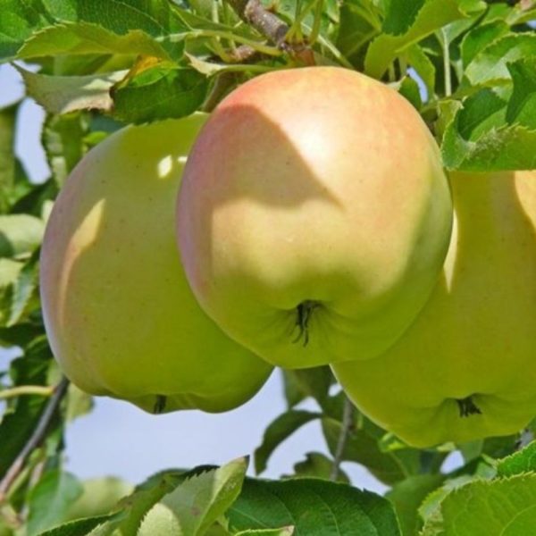 the best variety of winter apples