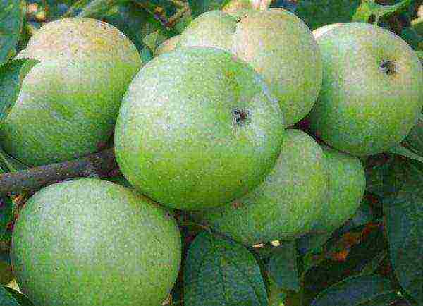 the best variety of winter apples