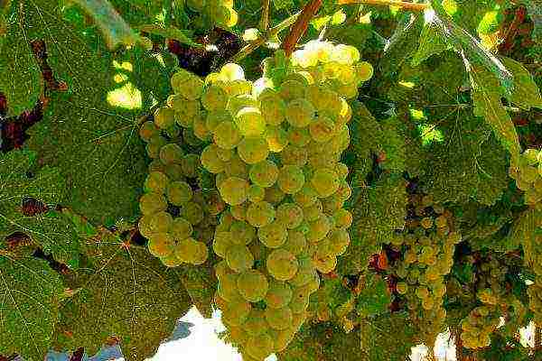 best wine grape variety