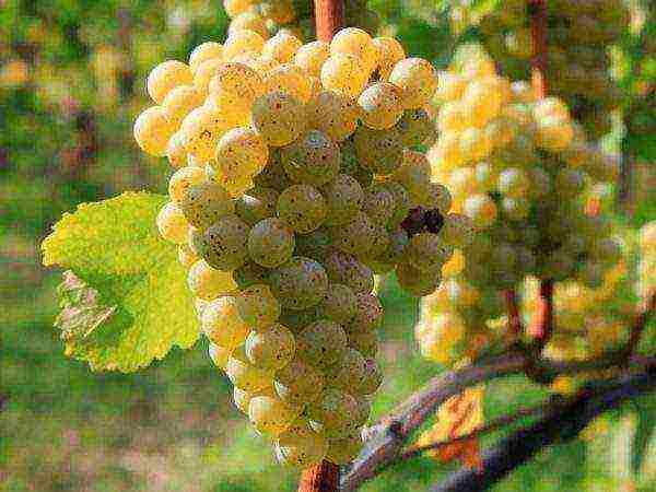 best wine grape variety