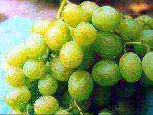 best wine grape variety