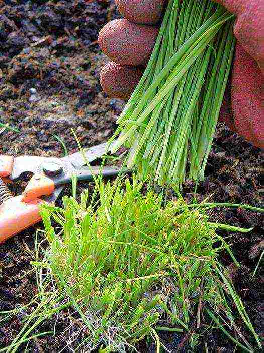 onions from seeds, planting and care in the open field