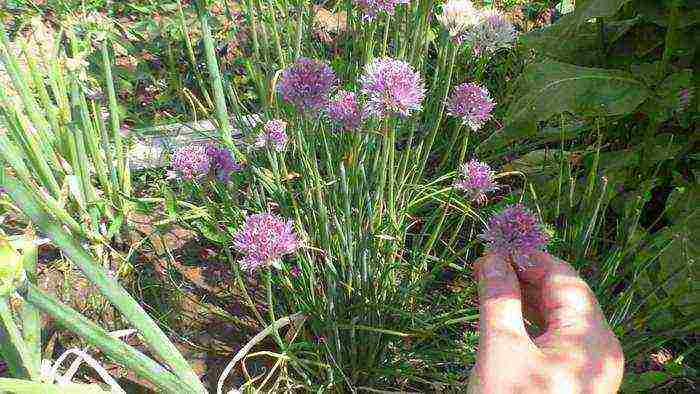 onions from seeds, planting and care in the open field