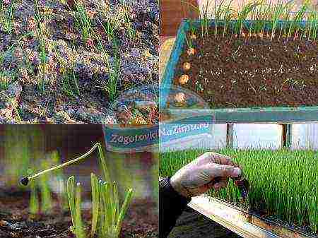 onions from seeds, planting and care in the open field
