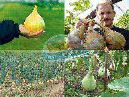 onions from seeds, planting and care in the open field