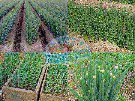 onions from seeds, planting and care in the open field