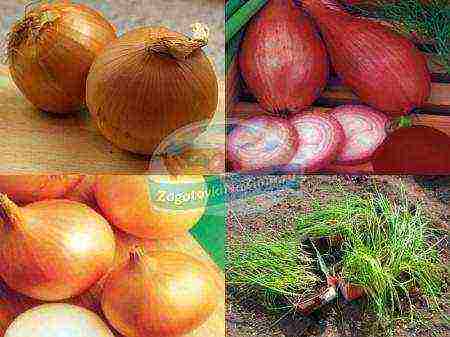 onions from seeds, planting and care in the open field