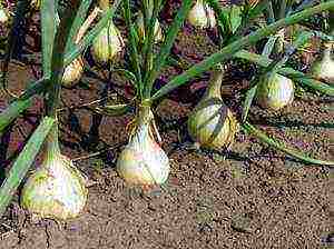 onions on a turnip planting and care in the open field