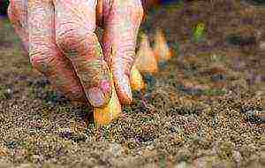 onions on a turnip planting and care in the open field