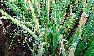 onions on a turnip planting and care in the open field