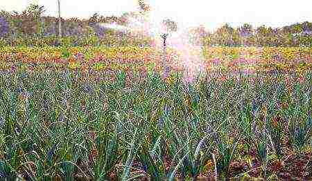 onions on a turnip planting and care in the open field