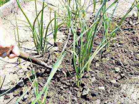 onions on a turnip planting and care in the open field