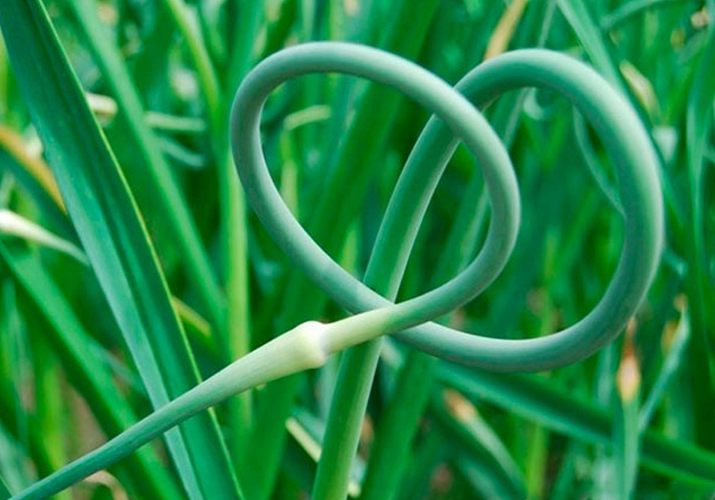 onions on a turnip planting and care in the open field