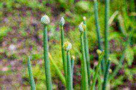 onions on a turnip planting and care in the open field