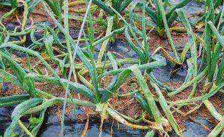 onions on a turnip planting and care in the open field