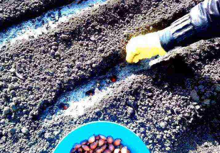 onions on a turnip planting and care in the open field