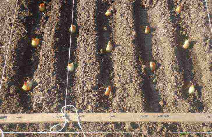 onions preparation for planting and care in the open field