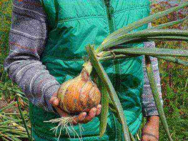 onions preparation for planting and care in the open field