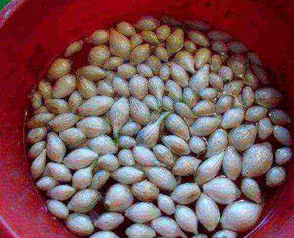 onions preparation for planting and care in the open field