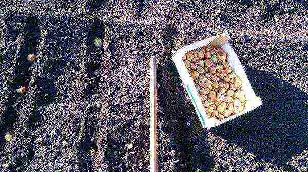 onions preparation for planting and care in the open field