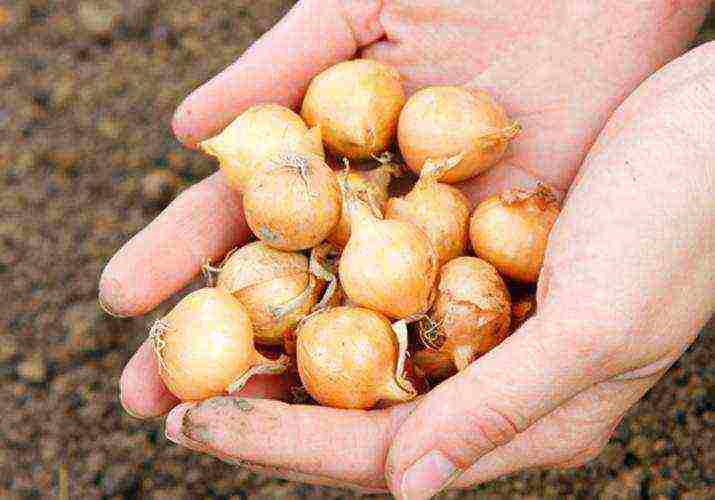 onions preparation for planting and care in the open field