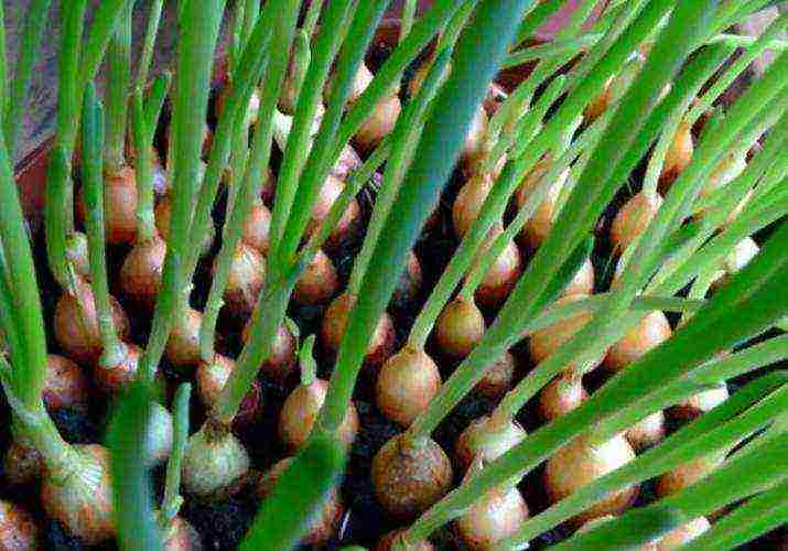 onions preparation for planting and care in the open field