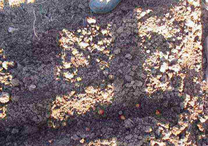 onions preparation for planting and care in the open field