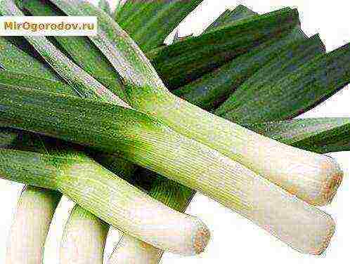 pinakamahusay na leeks