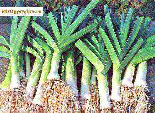 best leeks