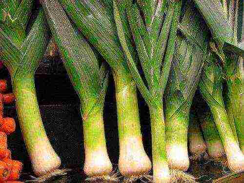 pinakamahusay na leeks