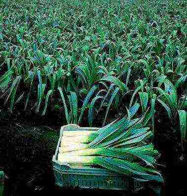 pinakamahusay na leeks