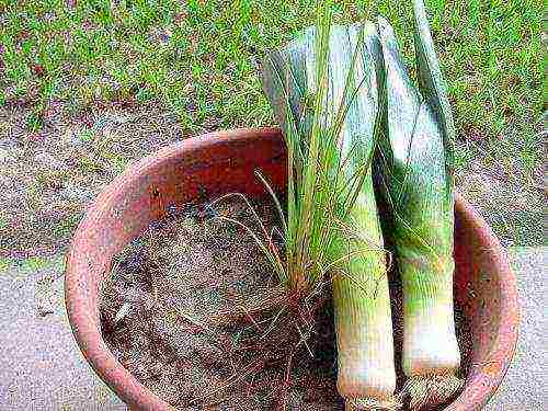 pinakamahusay na leeks