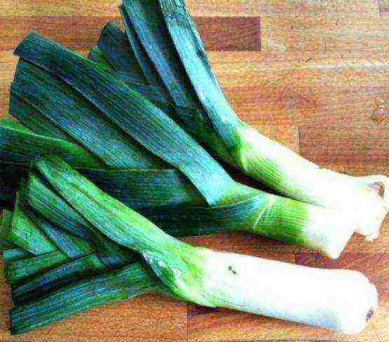 pinakamahusay na leeks