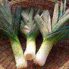 best leeks