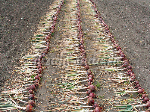 onion the best varieties