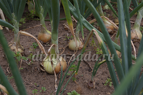 onion the best varieties