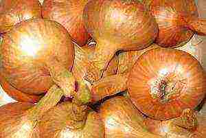 family onion best varieties