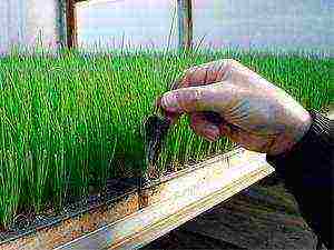 onion sets planting and care in the open field in spring