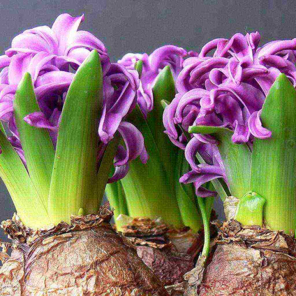 bulbous flowers planting in autumn and care in the open field