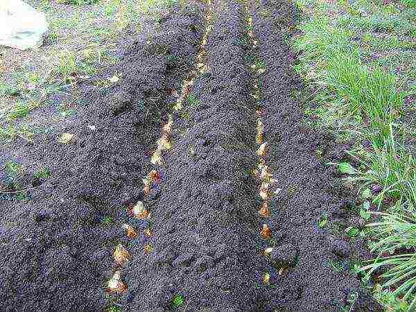 bulbous flowers planting in autumn and care in the open field