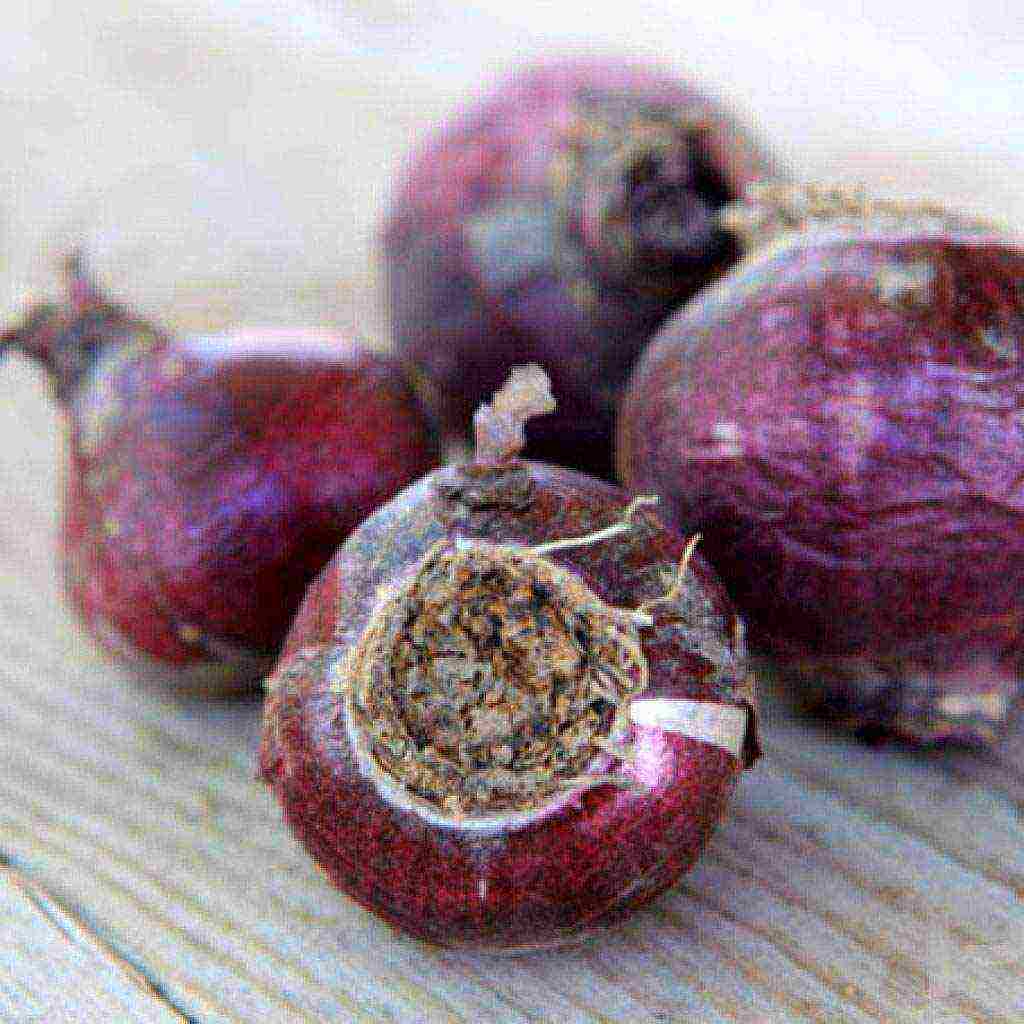 bulbous flowers planting in the fall and care in the open field