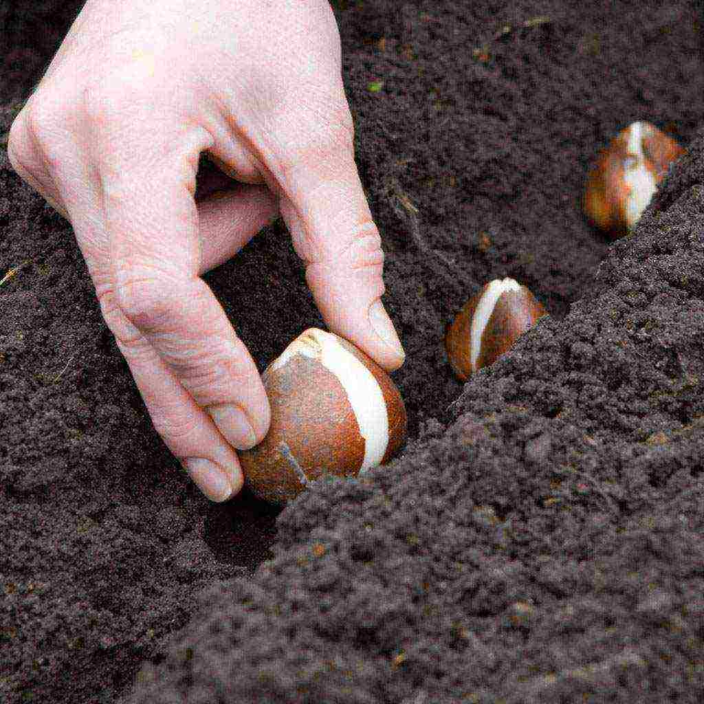 bulbous flowers planting in the fall and care in the open field