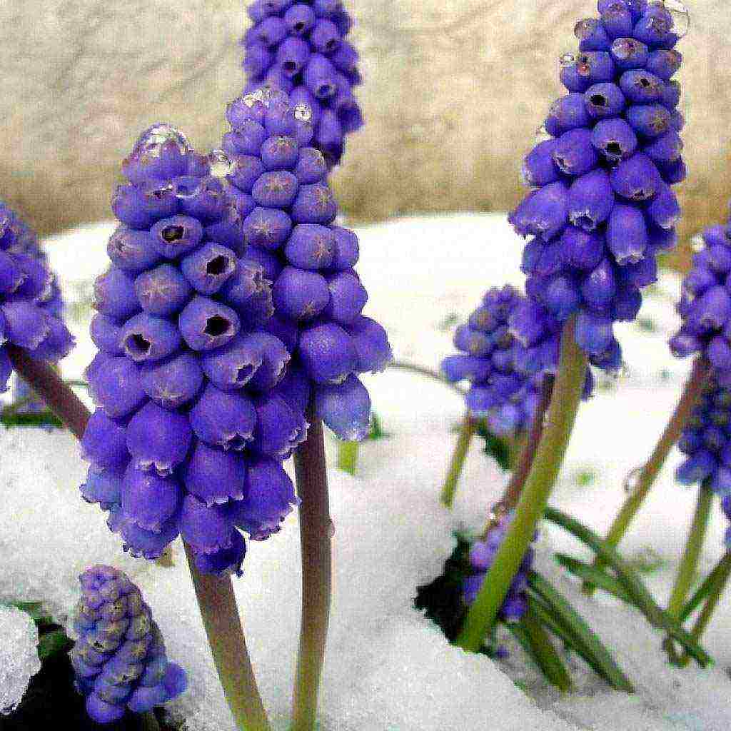 bulbous flowers planting in the fall and care in the open field