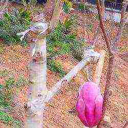 magnolia planting and care in the open field in the suburbs