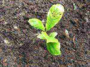 magnolia planting and care in the open field in the suburbs